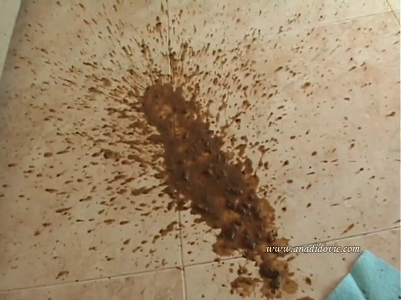 Ana Didovic Drops a Quick Solo Poop for Her Fans